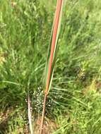 Diheteropogon amplectens (Nees) Clayton resmi