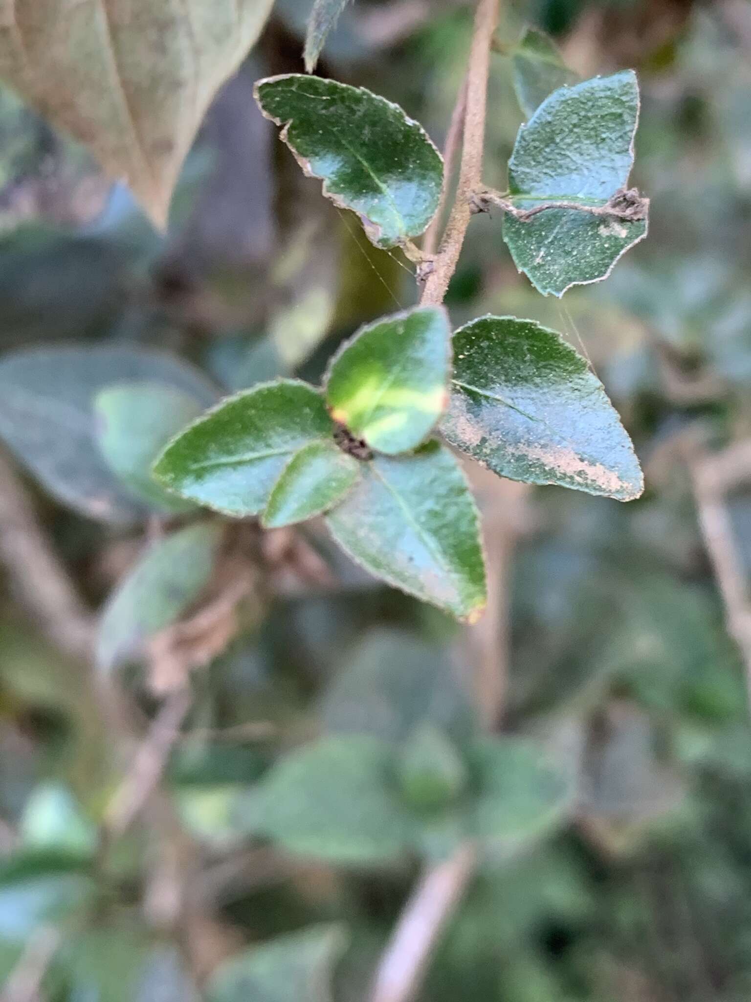 Image of Gymnosporia rubra (Harv.) Loes.