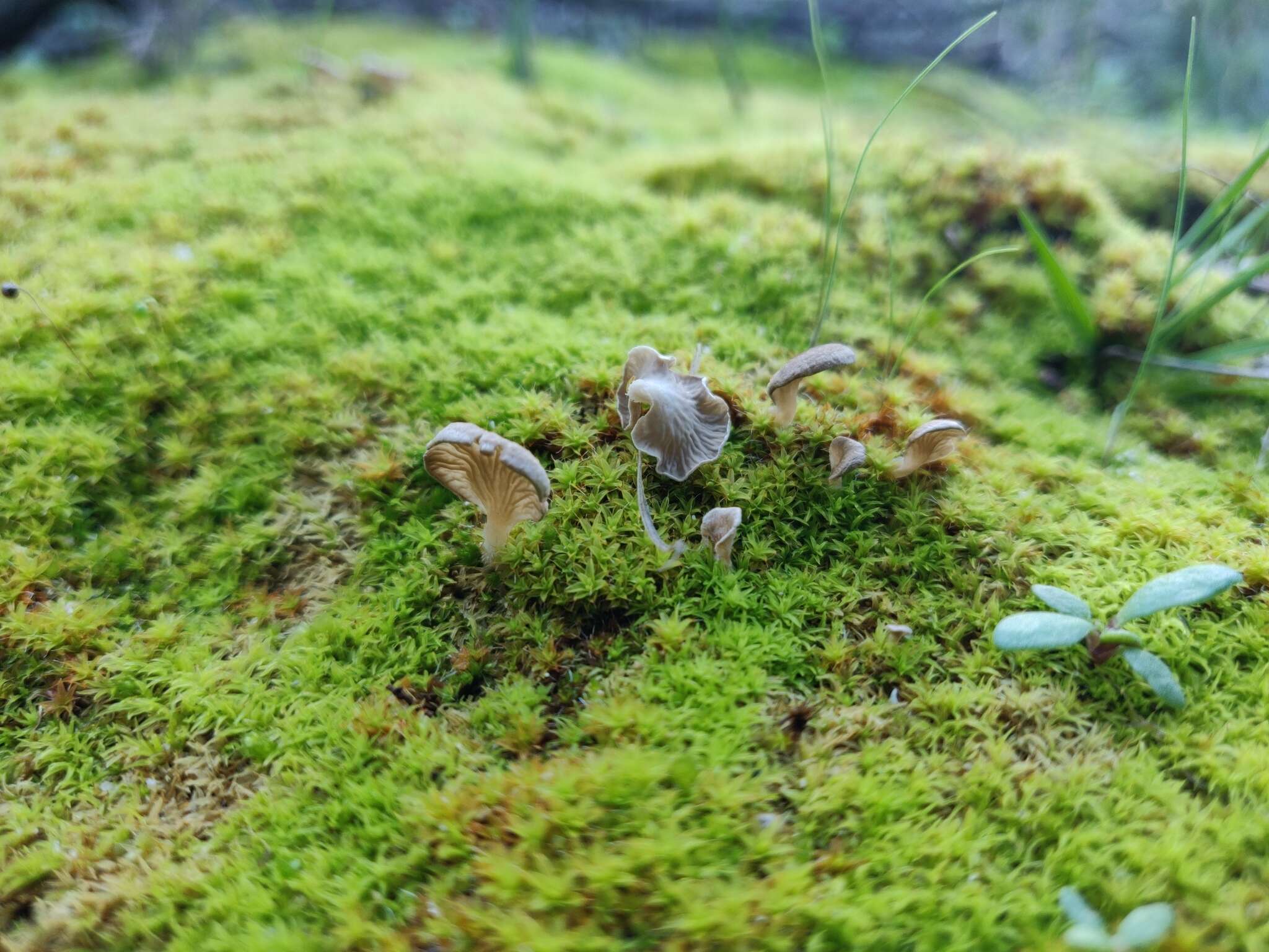 Image de Arrhenia spathulata (Fr.) Redhead 1984