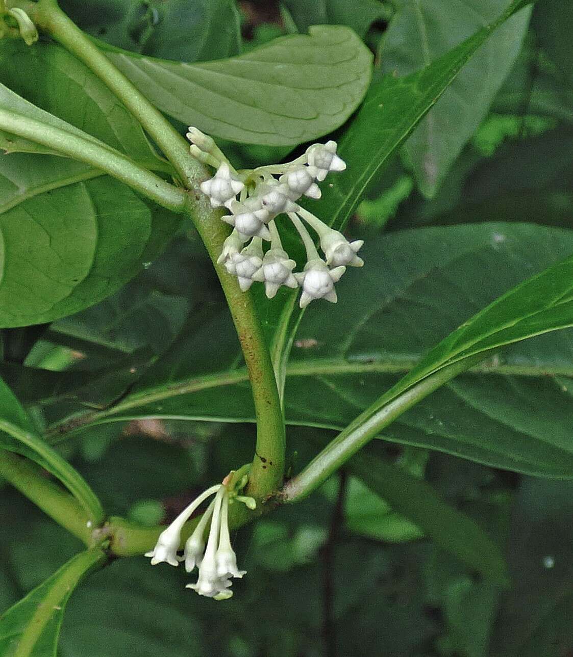 Image of Solanum symmetricum Rusby
