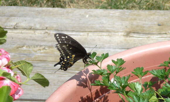 Image of Black Swallowtail