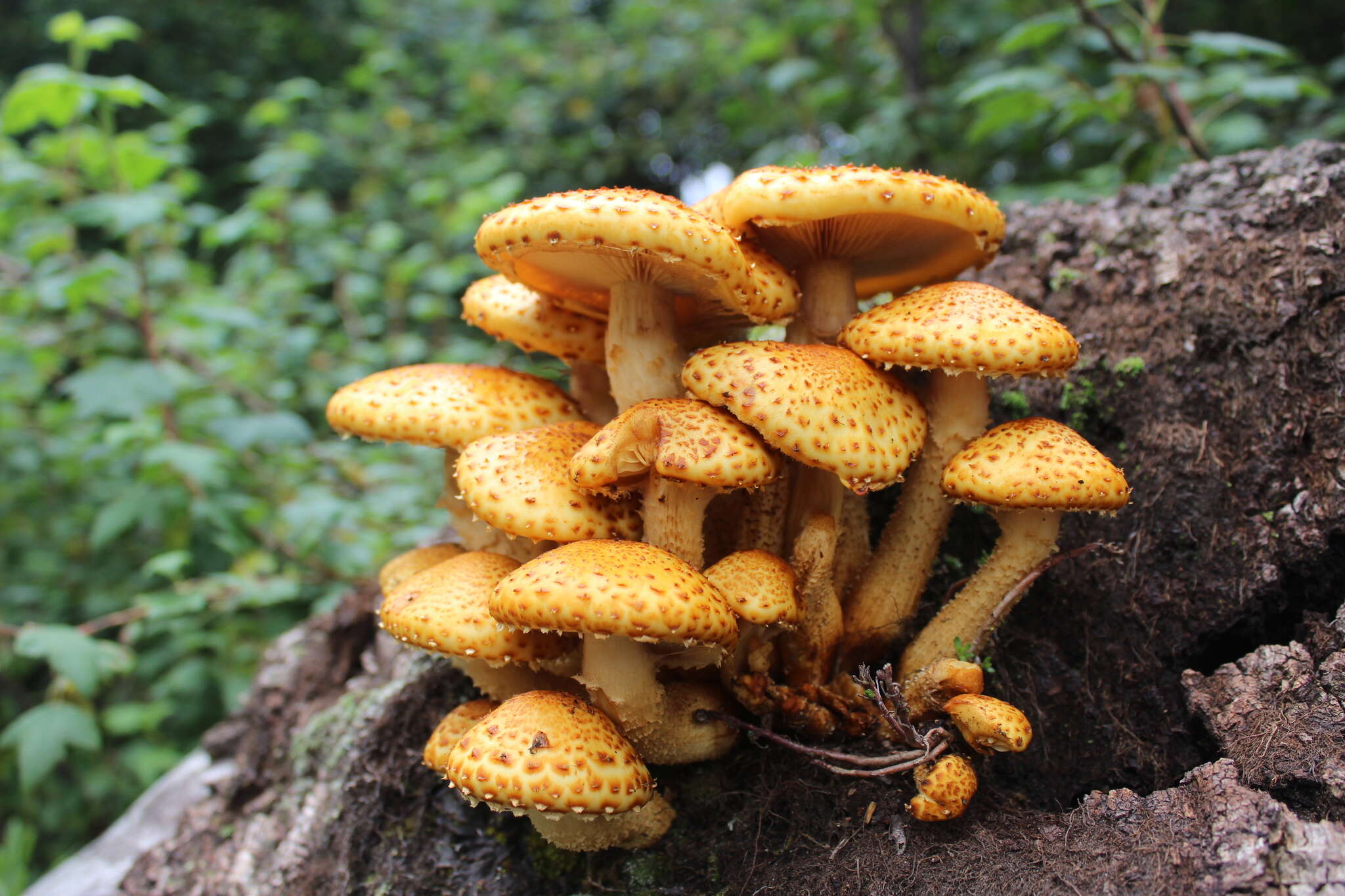 Image of Pholiota adiposa (Batsch) P. Kumm. 1871