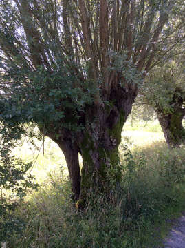 Image of White Willow