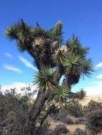 Слика од Yucca brevifolia var. brevifolia