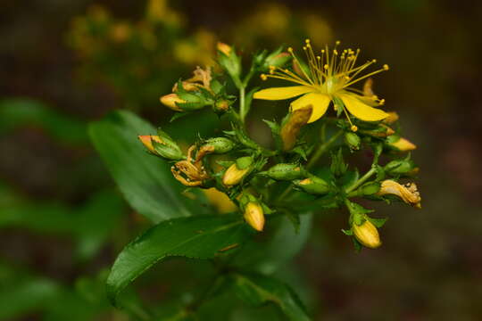 Image of Hypericum glandulosum Dryand. ex Ait.