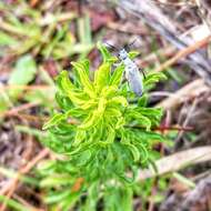 Image of Florida Blister Beetle