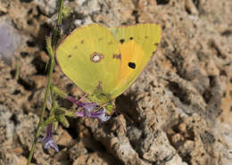 Image of clouded yellow