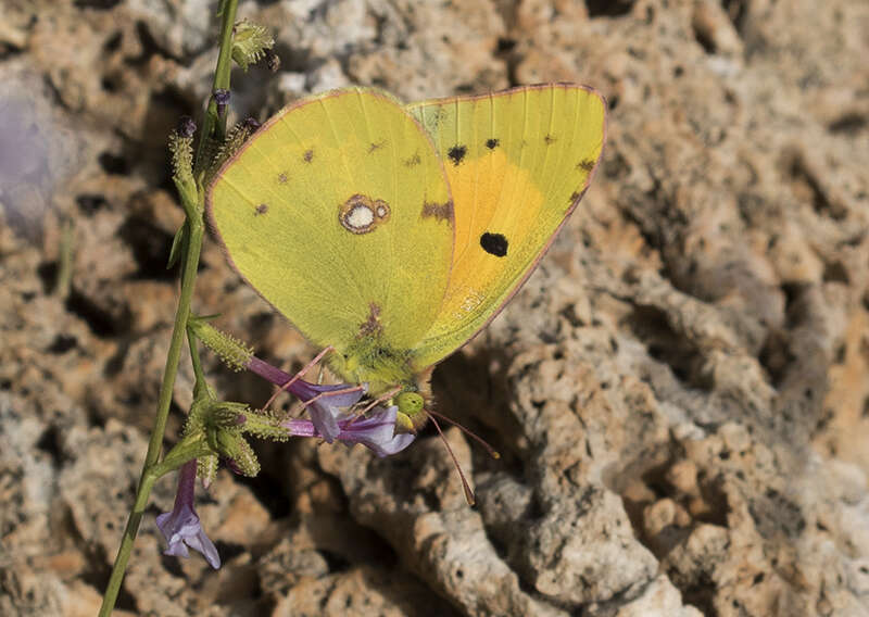 Image of clouded yellow