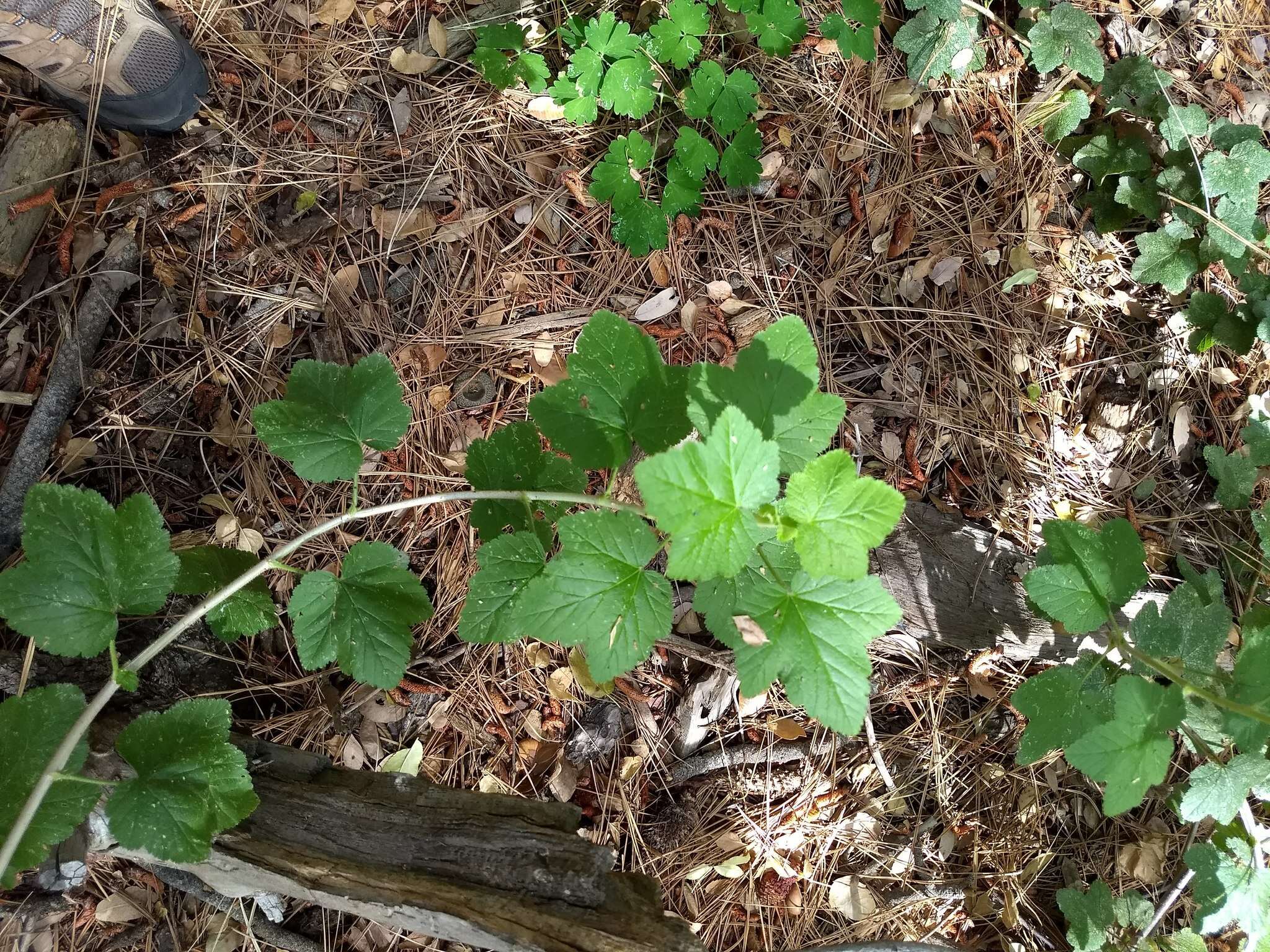 Image of chaparral currant