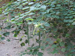 Image of railroadfence