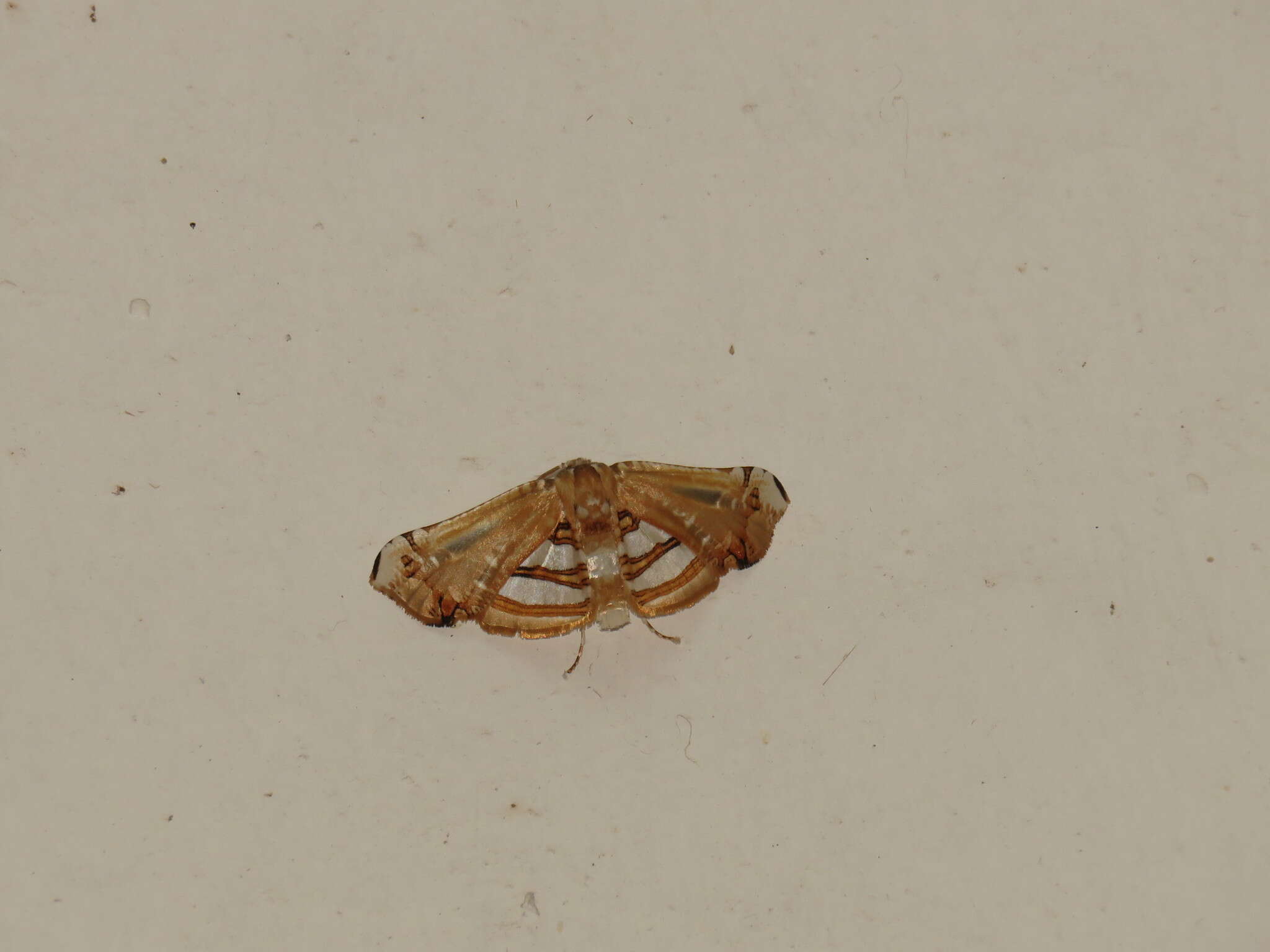 Image of Herdonia hainanensis Inoue 1993