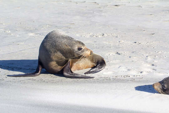 Image of Antipodean Fur Seal