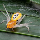 Sivun Poecilothomisus speciosus (Thorell 1881) kuva