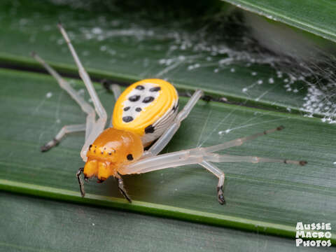 Sivun Poecilothomisus speciosus (Thorell 1881) kuva