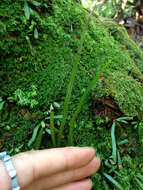 Image of Shoelace fern
