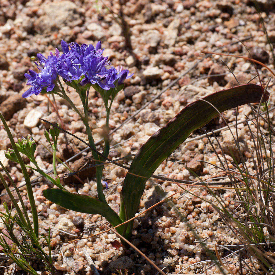 Image of Codonorhiza corymbosa (L.) Goldblatt & J. C. Manning