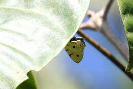 Image of Anteros cruentatus Stichel 1911