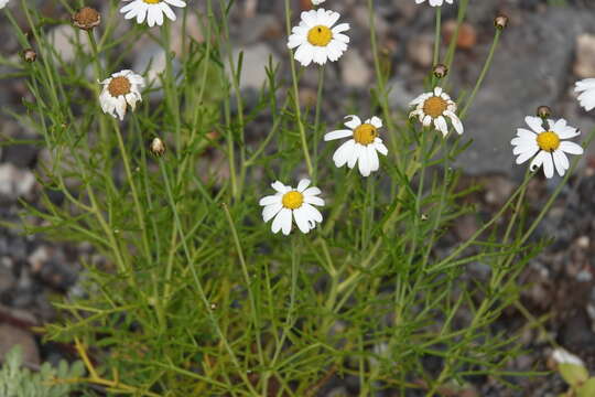 Image of Argyranthemum frutescens subsp. parviflorum (Pit. & Proust.) Humphr.