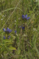 Image of gentian