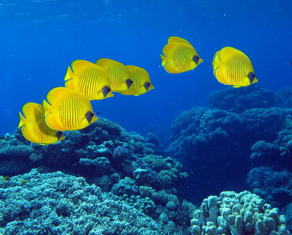 Image of Addis Butterflyfish