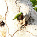 Image of Salvadori's Fig-Parrot