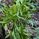 Image of Tapered sphinx orchid