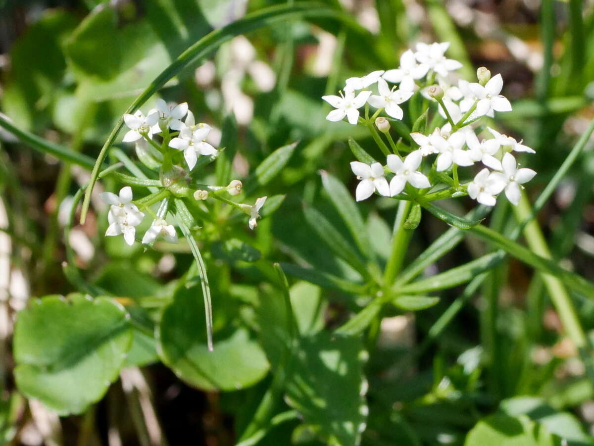 Image of Galium anisophyllon Vill.