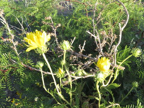 Imagem de Grindelia chiloensis (Cornel.) Cabrera