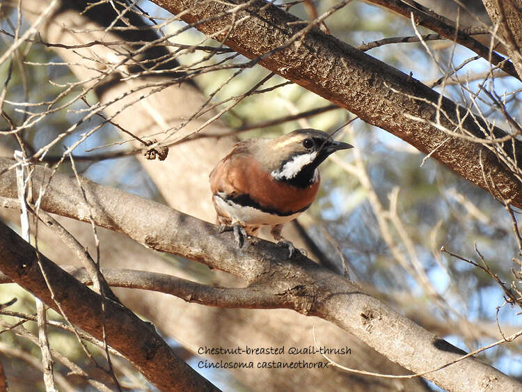 Imagem de Cinclosoma castaneothorax Gould 1849