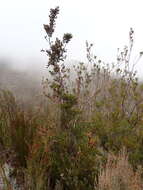 Image of Leucadendron rourkei I. J. M. Williams