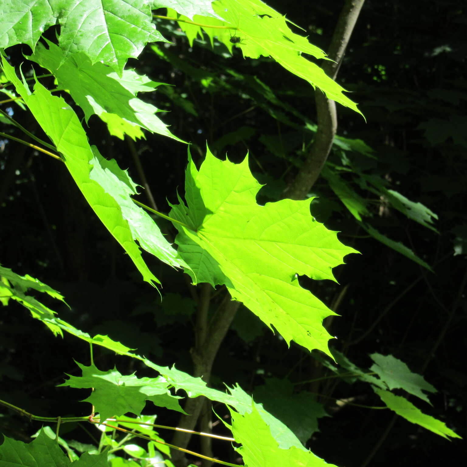 Image of Norway Maple