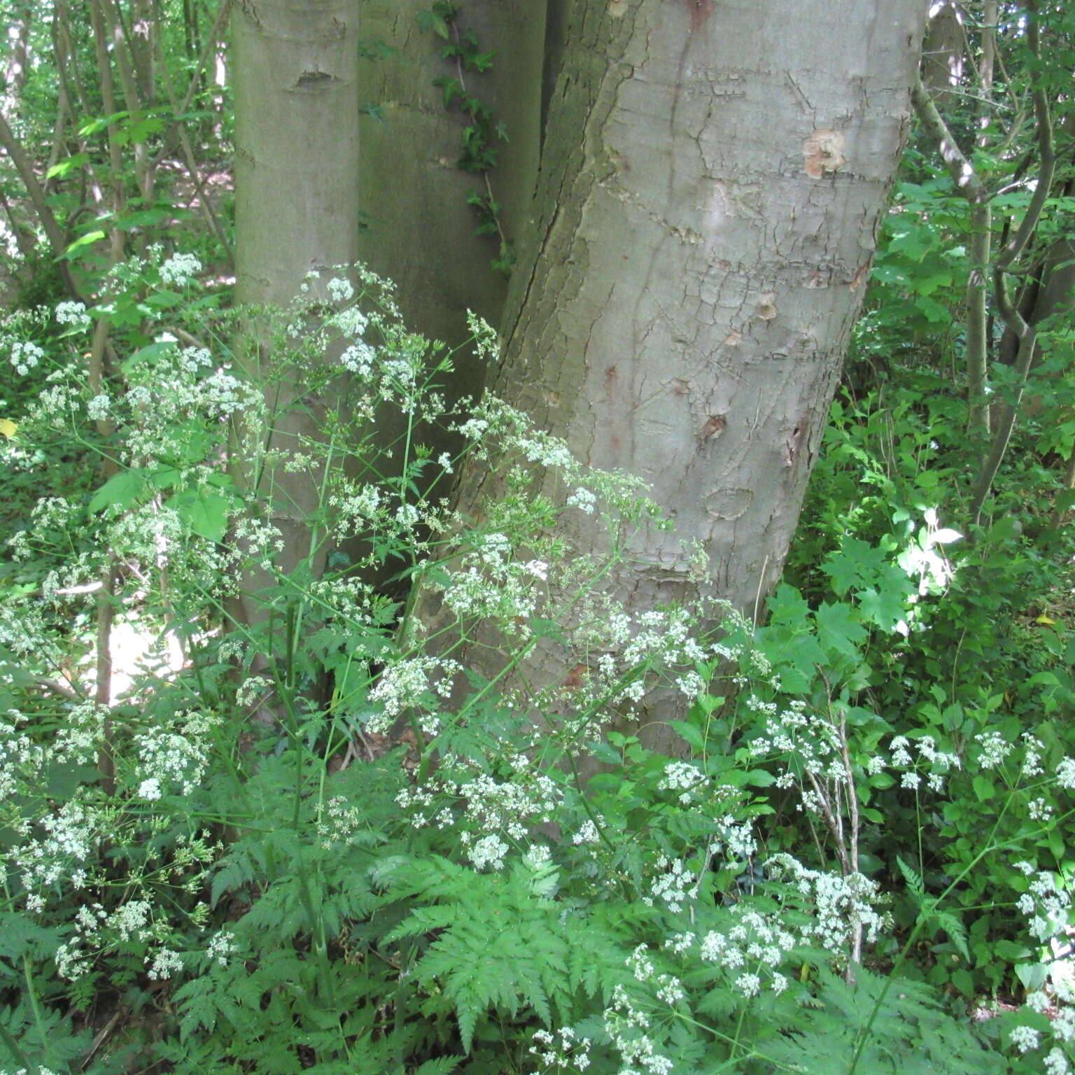 Imagem de Anthriscus sylvestris (L.) Hoffm.