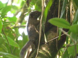 Image of Western Dwarf Squirrel