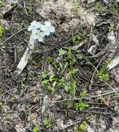 Image of Harmsiodoxa blennodioides (F. Muell.) O. E. Schulz