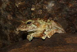 Image of Brown-spotted Treefrog