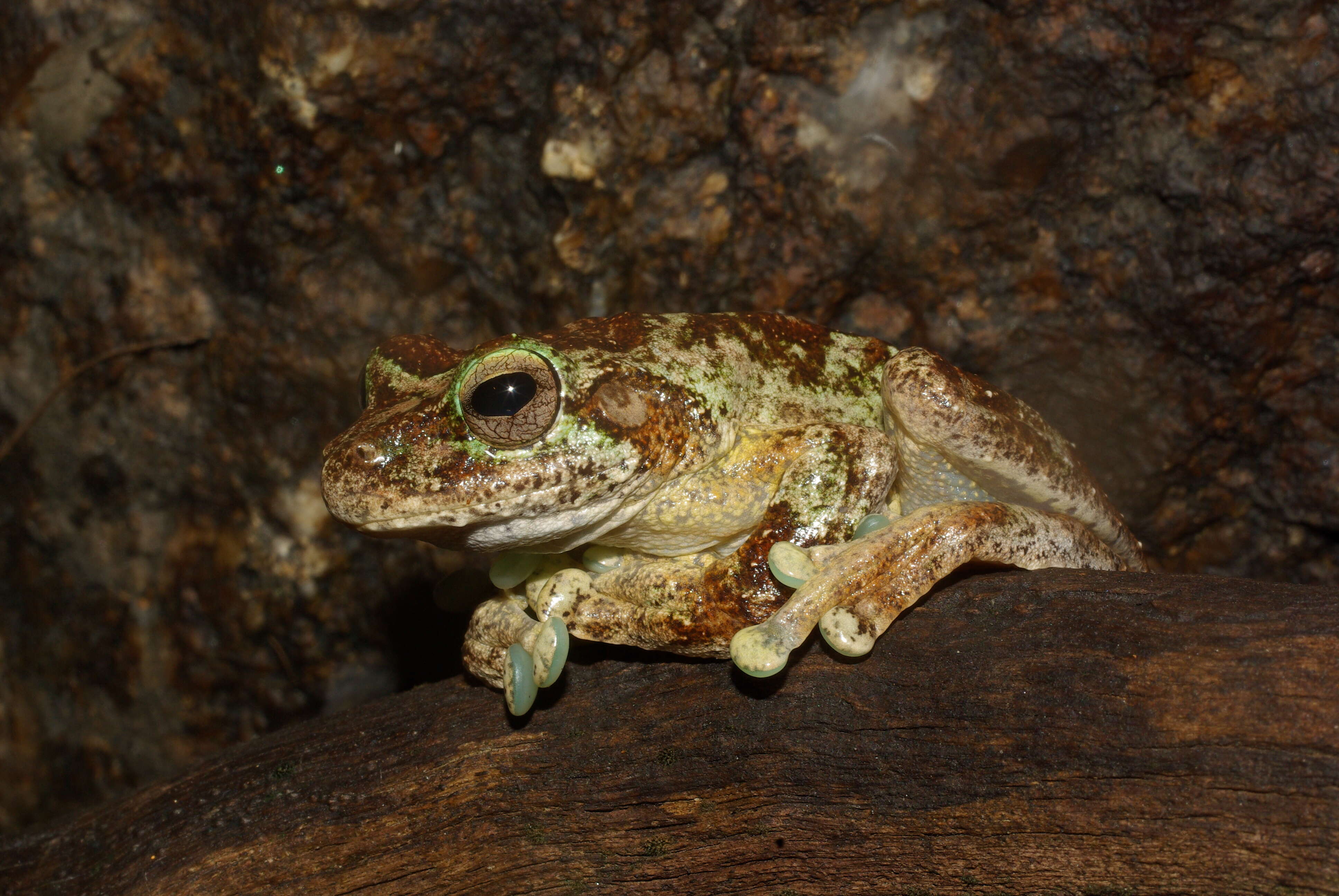 Image of Brown-spotted Treefrog