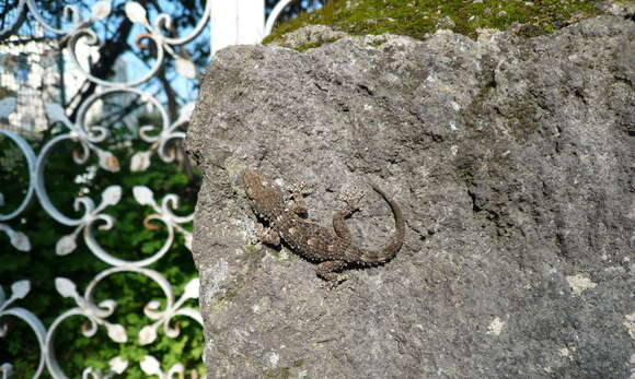 Image of Common Wall Gecko