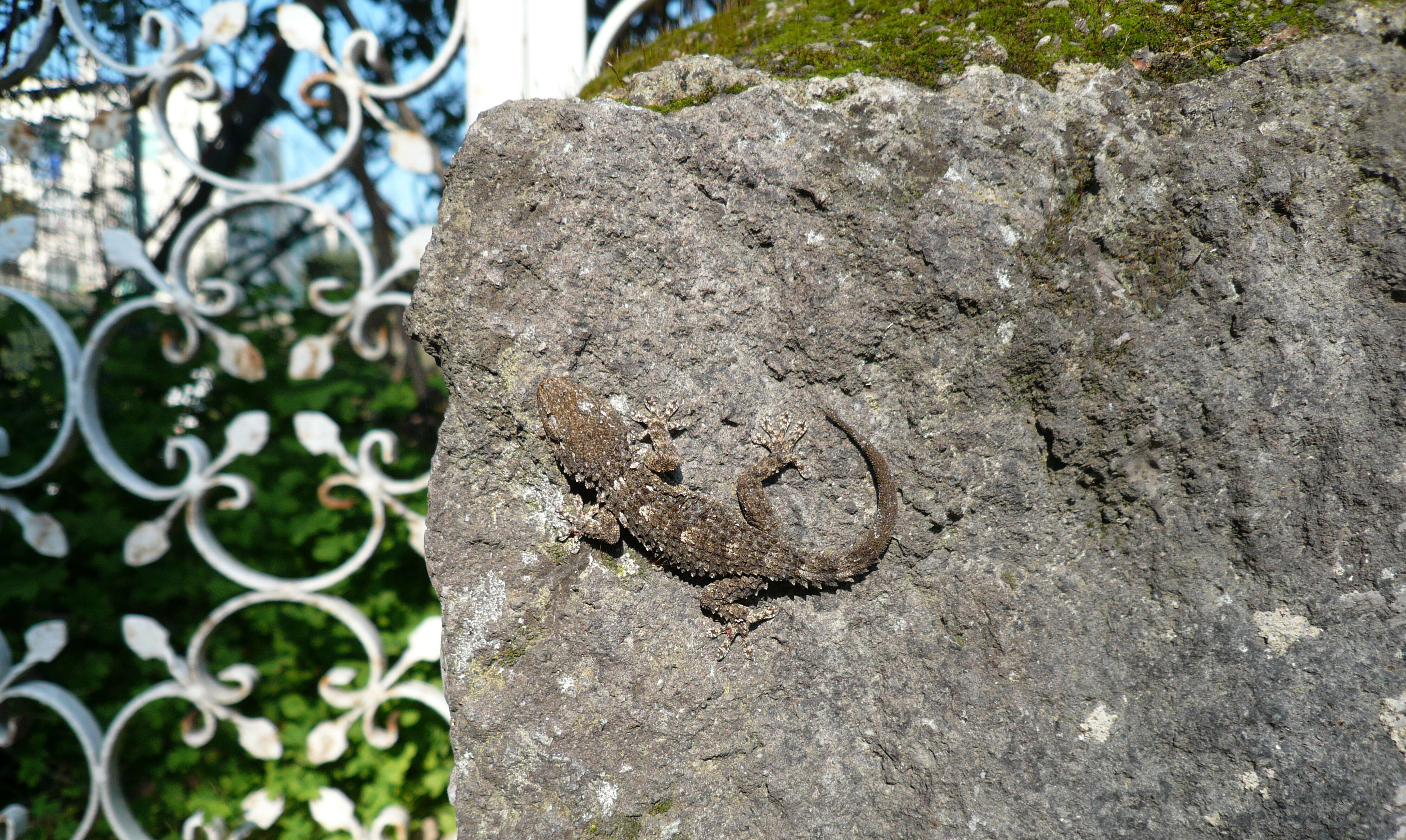 Image of Common Wall Gecko