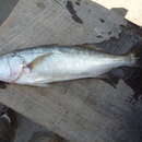 Image of Common Peruvian weakfish