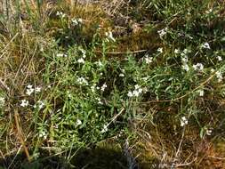 Image of Common Marsh-bedstraw