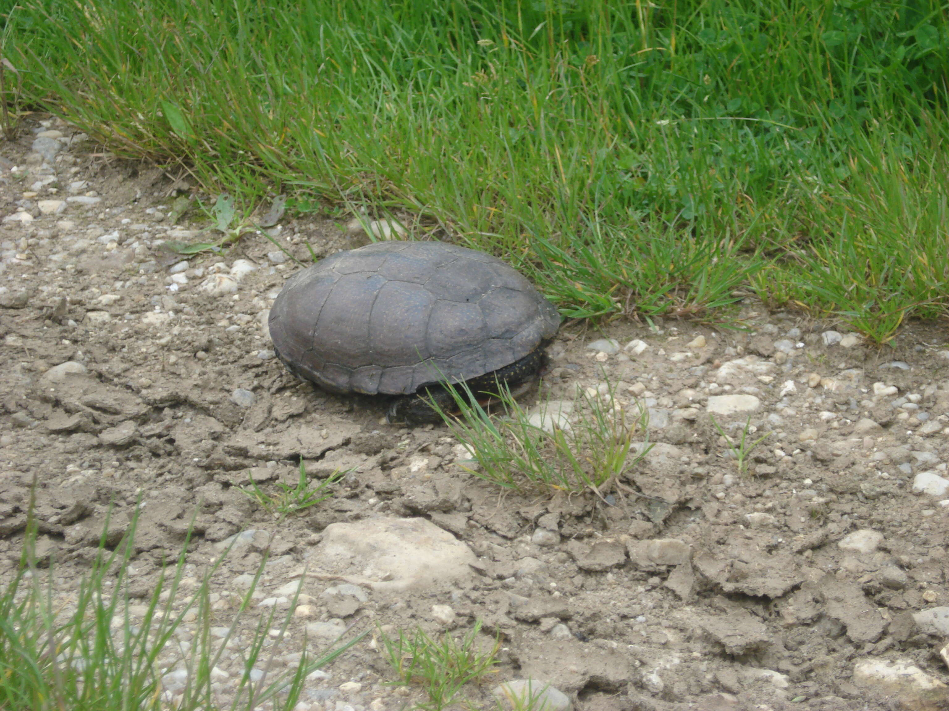 Image of European Pond Turtle