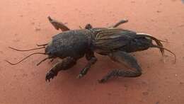 Image of European Mole Cricket