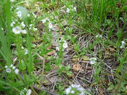 Image of thymeleaf speedwell