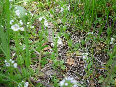 Sivun Veronica serpyllifolia subsp. serpyllifolia kuva