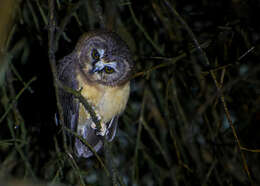 Image of Unspotted Saw-whet Owl