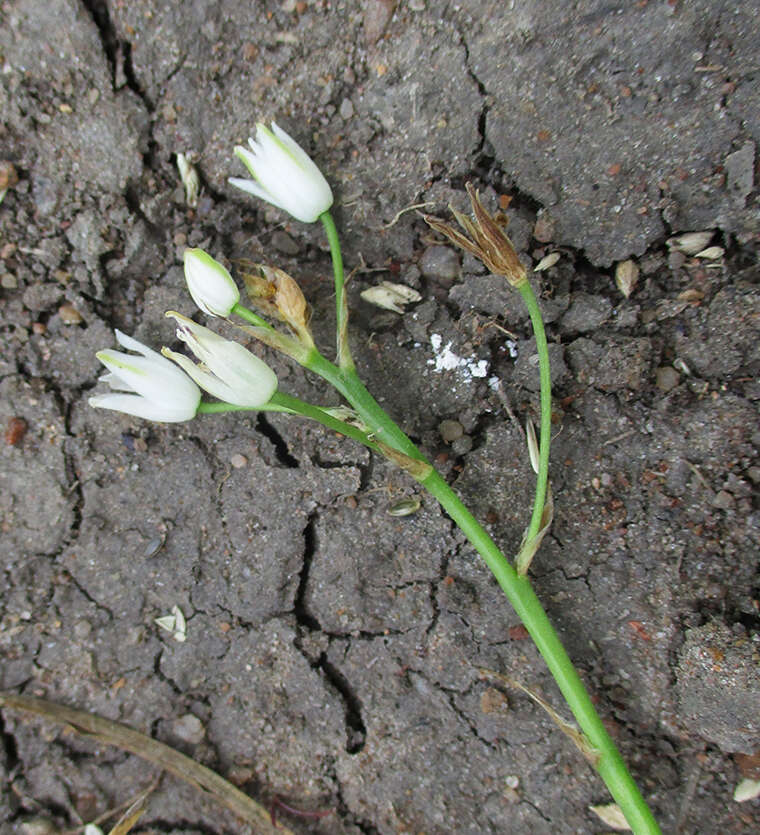 Image of Ornithogalum flexuosum (Thunb.) U. Müll.-Doblies & D. Müll.-Doblies