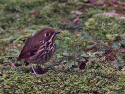 Image of Ochre-fronted Antpitta