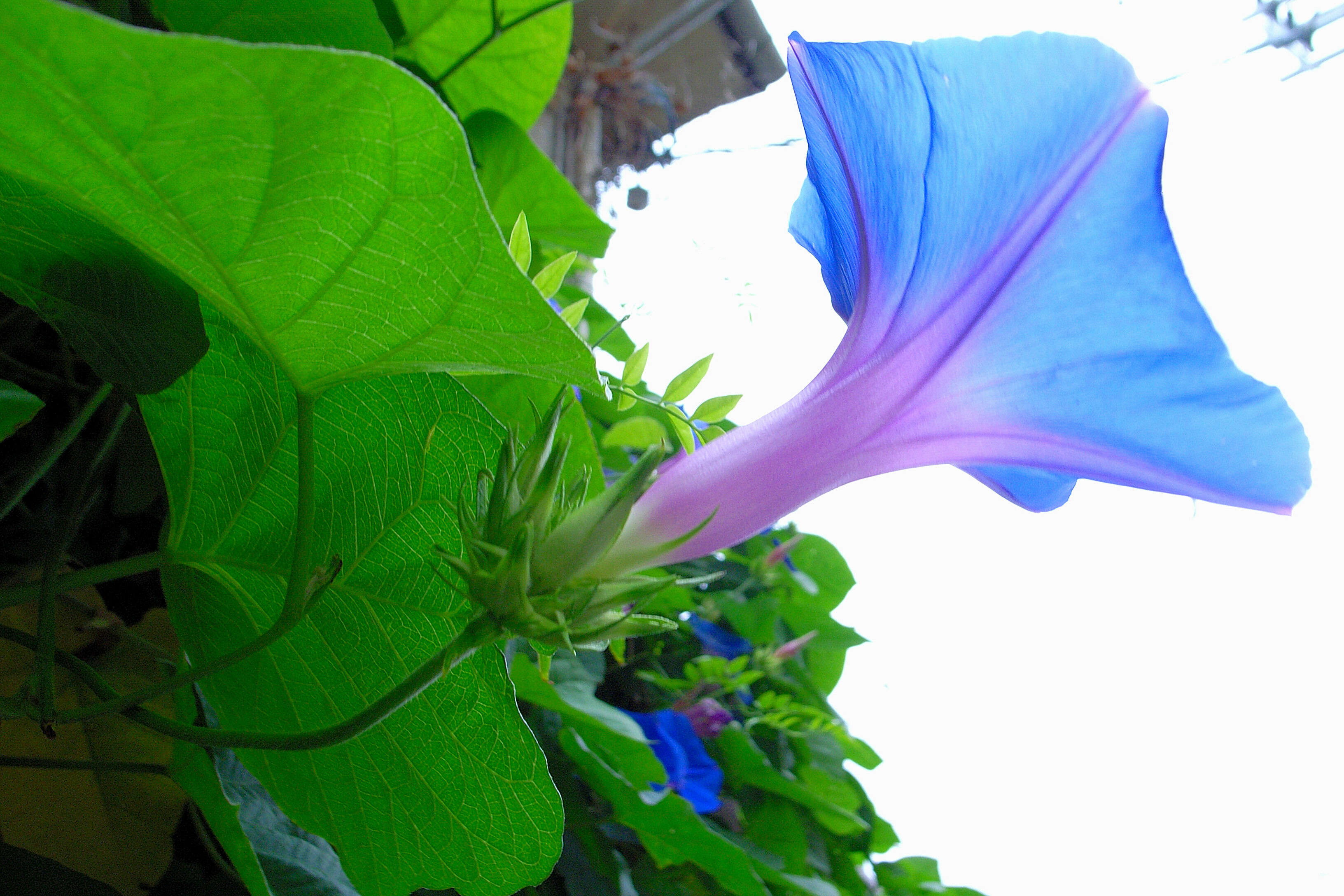 Sivun Ipomoea indica (J. Burman) Merr. kuva