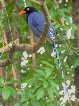 Image of Formosan Magpie