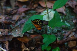 Imagem de Tithorea harmonia hippothous Godman & Salvin 1879